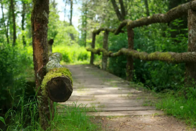 Un chemin de forêt